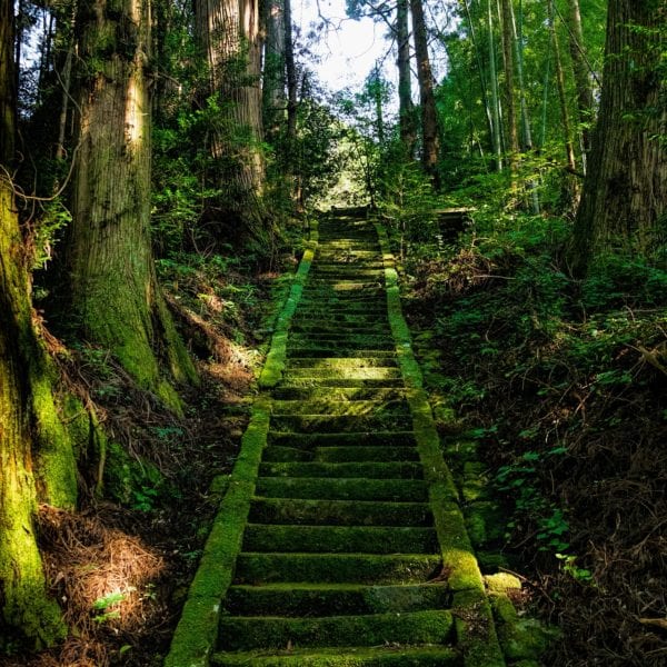 Stairs overgrown with green moss