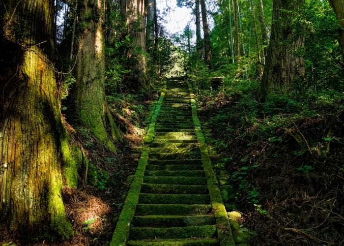 Stairs overgrown with green moss