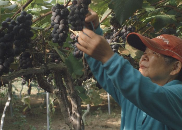 Grandmother picking grapes on her wine farm in Nagasaki