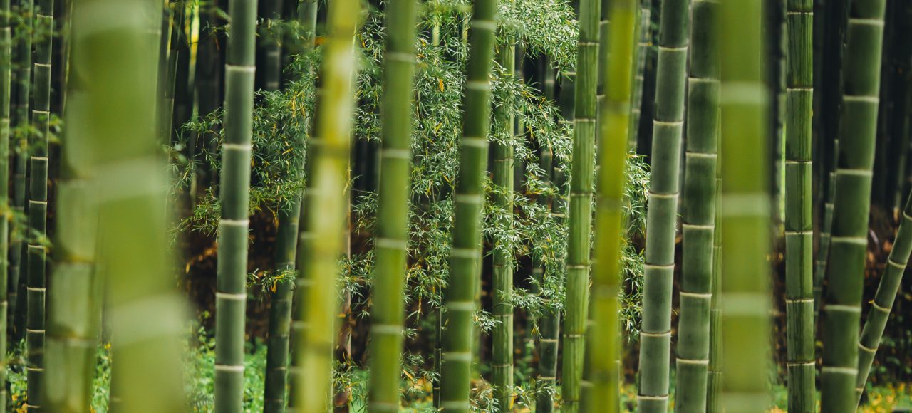 Bamboo tree trunks.