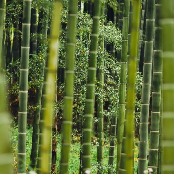 Bamboo tree trunks.