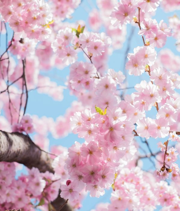Light pink cherry blossoms or sakura blossoms.