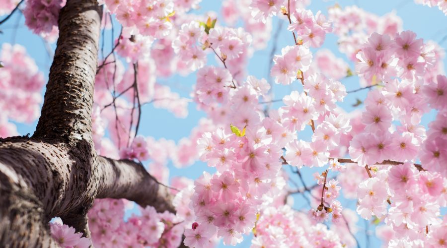 Light pink cherry blossoms or sakura blossoms.