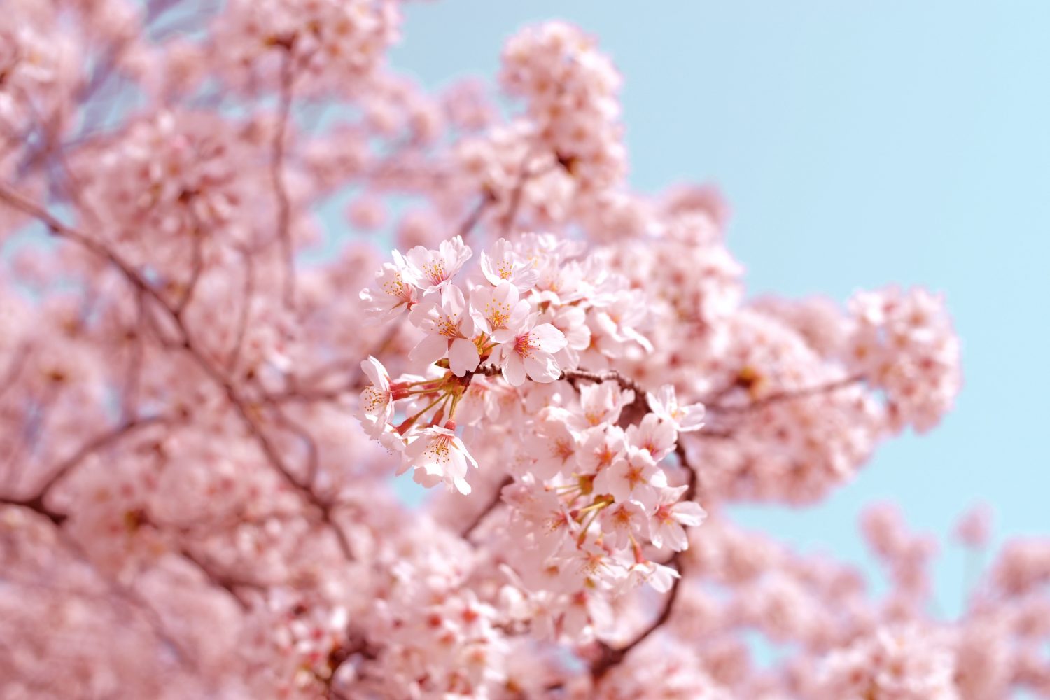 Close up of light pink cherry blossoms