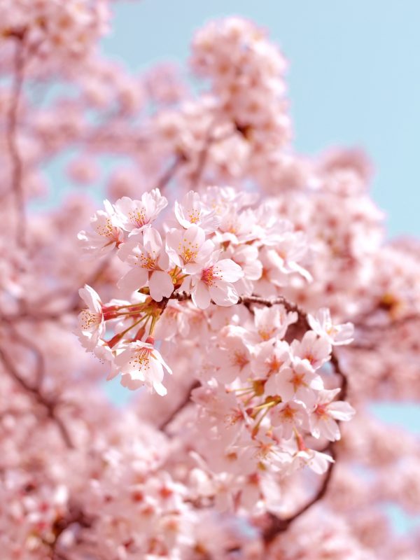 Close up of light pink cherry blossoms