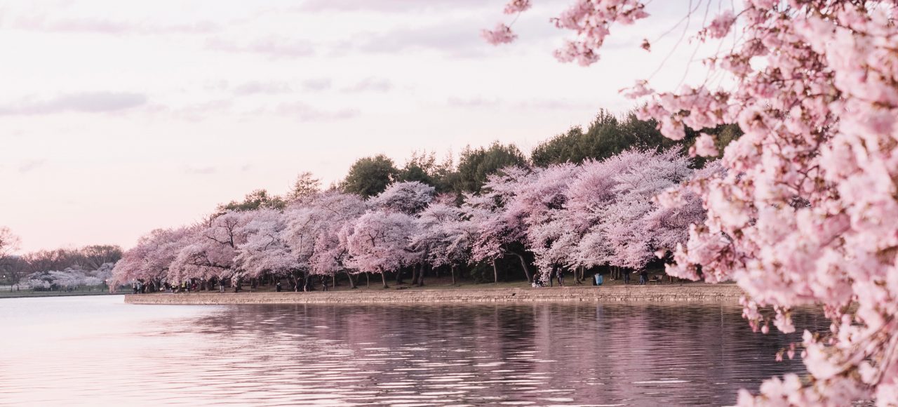 Pink cherry blossom trees by the water.