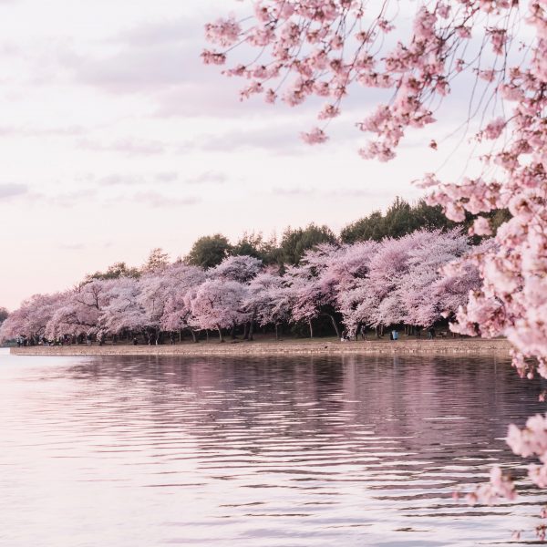 Pink cherry blossom trees by the water.