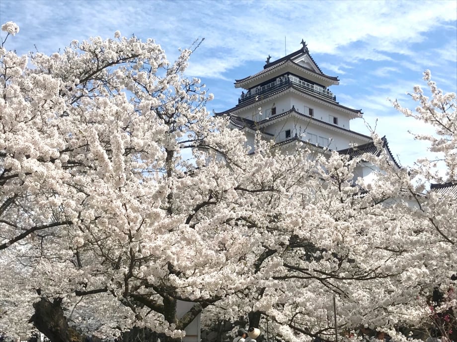 Himeji Castle and cherry blossoms in spring
