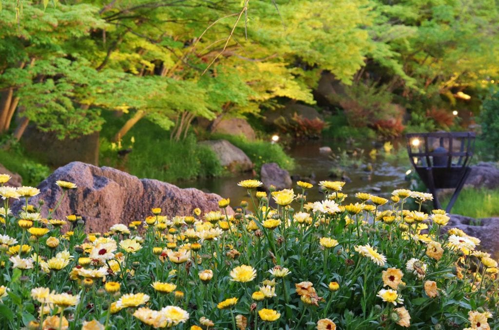 Yellow flowers in front of a pond in a park