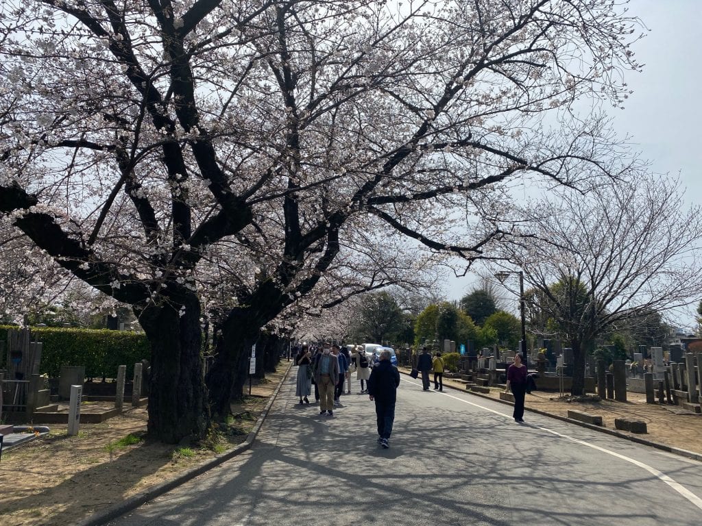 Cherry blossom tunnel, Tokyo