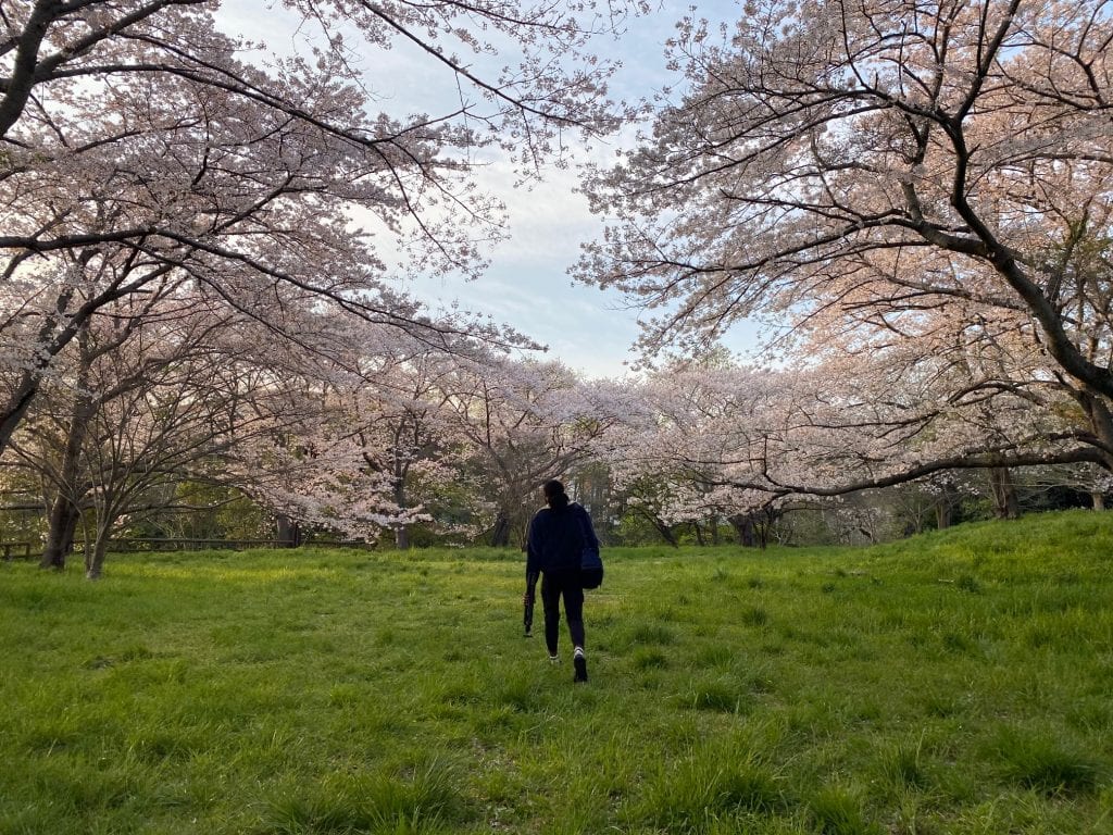 Grove of cherry blossoms in full bloom