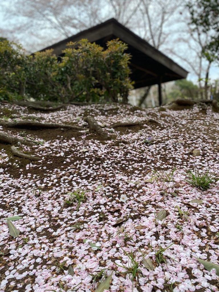 Cherry blossom petals on the ground