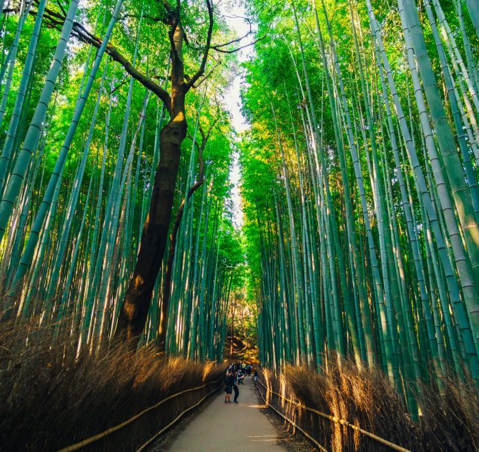 Bamboo walkway in Arashiyama in Kyoto.
