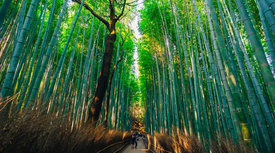 Bamboo walkway in Arashiyama in Kyoto.